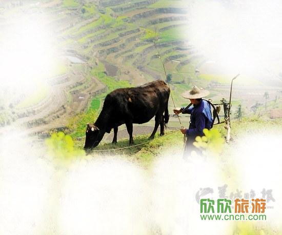 浙江武义县,农民耕耘在七彩梯田 浙江武义县,农民耕耘在七彩梯田