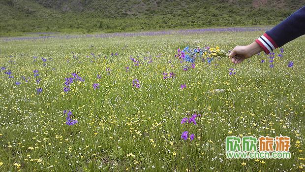 依拉草原情歌谷花海 依拉草原情歌谷花海