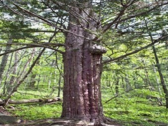 仙峰国家森林公园