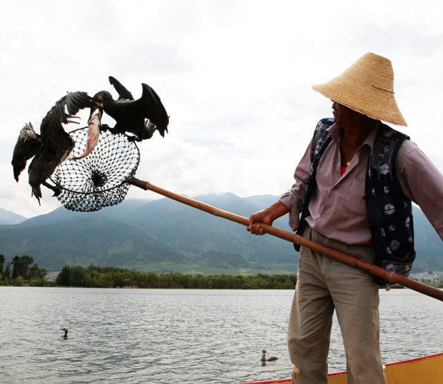 大理上关鱼鹰表演