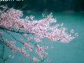 2012�人��ѧ��ӣ�� �人��ѧ��ӣ��ʲôʱ�� ӣ��һ����