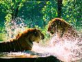 �ػʵ���Ұ������԰�������顢�Ż���ƱԤ��68Ԫ��