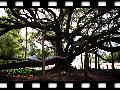 �������ۿ���Ʊ