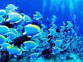 ˳���ʻ��۰ٺϻ�չ��ʼ�� ��ͼ���һ����ĩȥ����