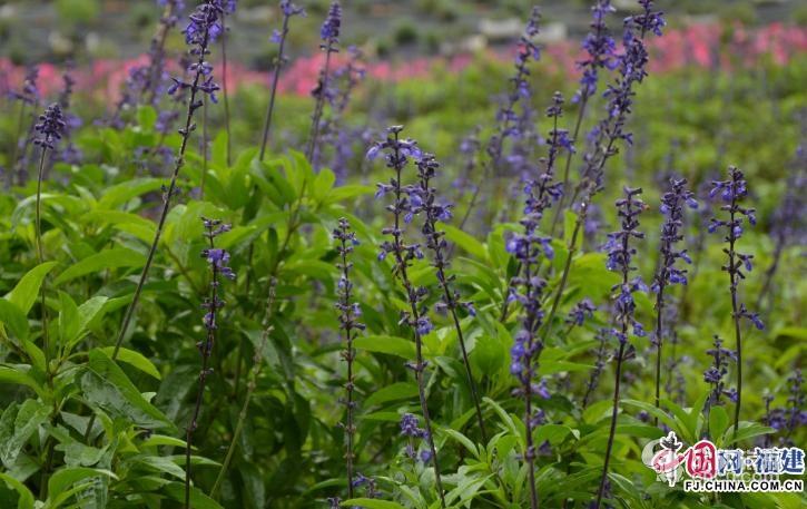 “新厦门·新体验”:美丽厦门 活力海沧