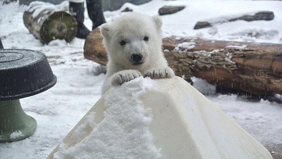 3���µı����ܱ�����һ�μ�����ѩ�����˷�~