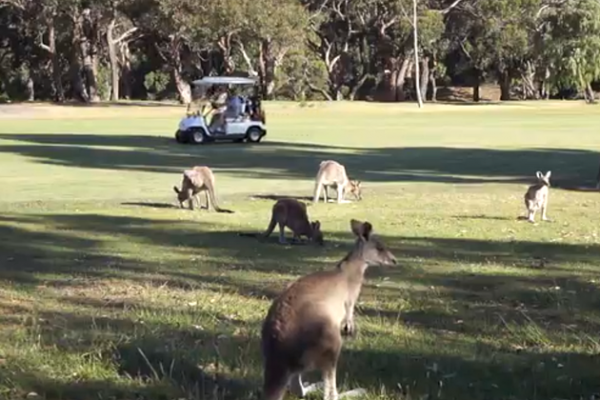 ��ý���������ٵ����޹۹���й��οͣ�Ľ�������򳡹ۿ�������������ֱ�Ӵ����򳡣��߿���Ұ�͡�