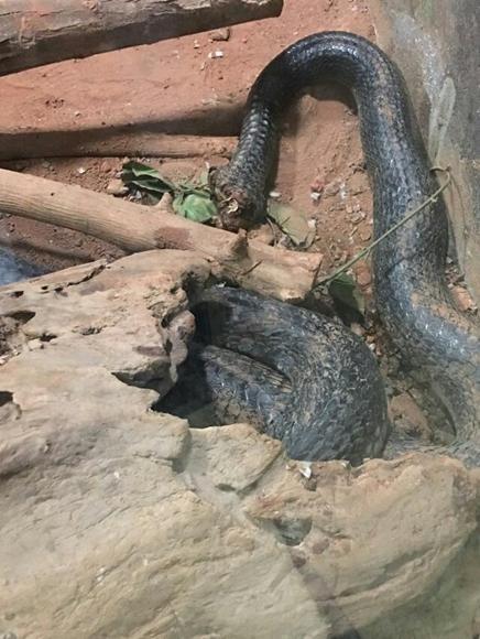 两蛇相争，其中一条死亡？上海动物园：搞错！断尾蛇康复中