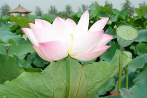 今夏何处去?与“夏雨荷”来一场艳遇!!