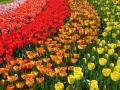 福州11萬株超美郁金香花展來襲，保管驚艷到你的眼！
