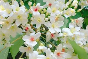 2018油桐花开,这条绿道又开始美的一塌糊涂了.....
