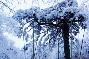 黄山下雪了!吹落琼花满世间