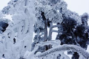 下了雪的黄山,美得无法言表