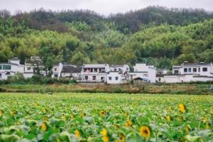 漫游徽州 在青瓦白墙下感受人文悠悠