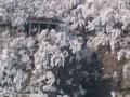 张家界武陵源迎新年首场大雪