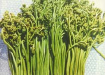 黄山蕨菜