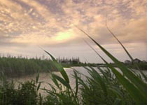 高邮湖芦苇荡湿地公园
