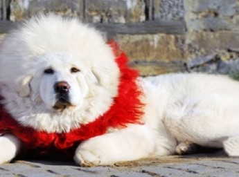 �������԰��԰