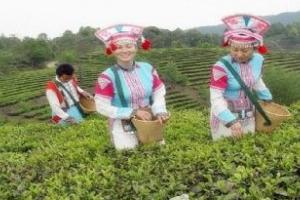 高香万亩生态茶文化园