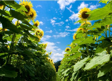 �ƺӻ�̲��Ķ��԰