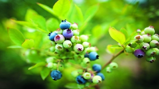 ������ݮ��ժ԰