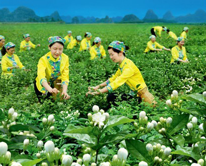 春伦茉莉花茶文化创意产业园简介