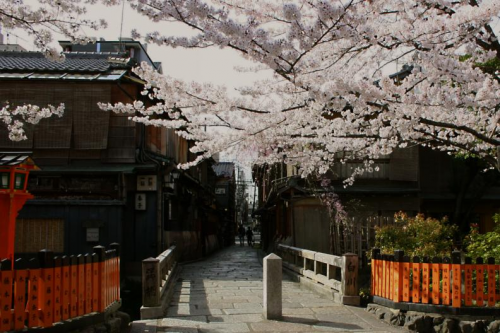 日本京都赏樱季