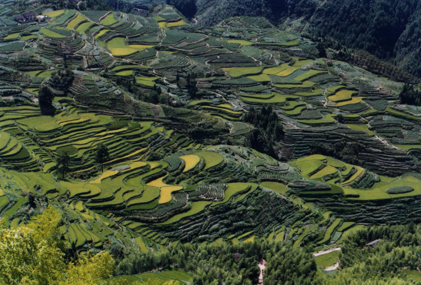 高山梯田_丽水遂昌南尖岩