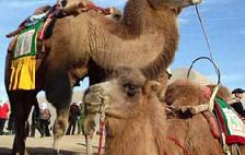 ��γ˷ɻ�/��ȥ�ػ����Σ����ػ����ν�ͨ����