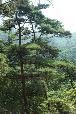 赤松林 大连冰峪省级旅游度假区